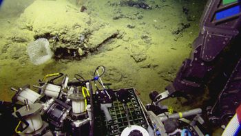 Media type: image;   Invertebrate Zoology 153111 Description: live specimen;